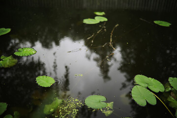 Flowers and plants summer field in sunlight