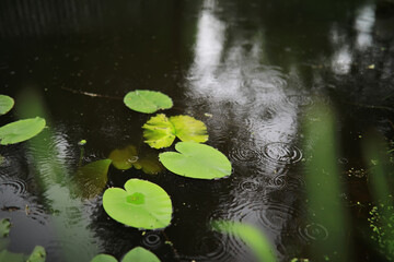 Flowers and plants summer field in sunlight