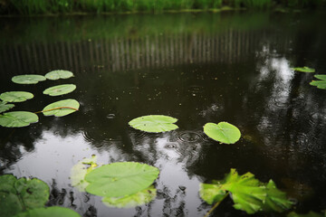 Flowers and plants summer field in sunlight