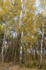 the orange foliage of birch trees in cloudy weather