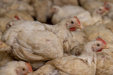 adult fat chickens in a poultry farm without cages