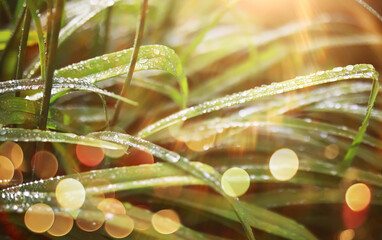  field in sunlight with flowers and plants summer
