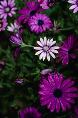 Vibrant Purple African Daisies in Full Bloom