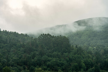 Misty Green Forest Landscape with Hills in Fog