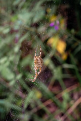 Close-Up of Spider on Web in a Natural Setting