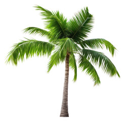 Fototapeta premium PNG Tropical tree tropics coconut.