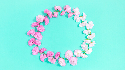 Naklejka premium Round frame of natural, delicate, pink and white sakura flowers. Turquoise background.