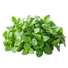 Fototapeta premium fresh green parsley leaf isolated on white or transparent background