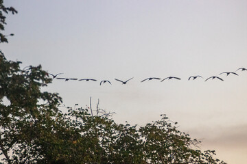 Bandada al atardecer
