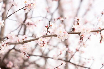  A beautiful spring branches of a blossoming tree covered with soft pink flowers. Spring time
