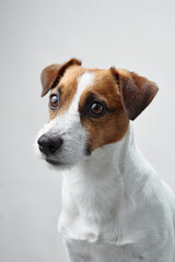 A front-facing Jack Russell Terrier portrait against a white background. The dog bright eyes and alert ears convey a lively demeanor.