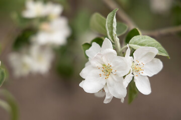 Spring blossoms. Blooming apple tree flowers with green leaves outdoors