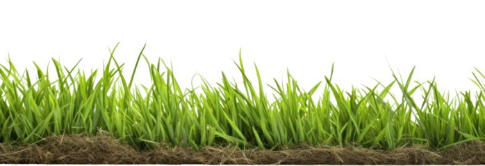 PNG Grass border image grass background isolated.