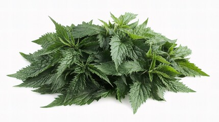 Fototapeta premium Fresh Nettle Leaves Isolated on White Background for Herbal Use