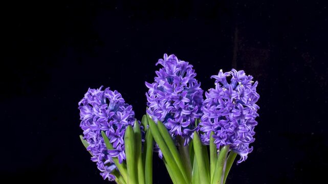Time lapse of a purple Hyacinth blooming.