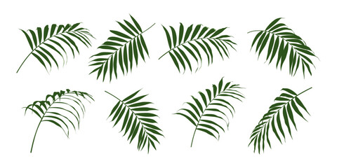 Palm tree leaves vector set. Palm tree branches in different positions. Coconut palm leaf isolated on white background. 