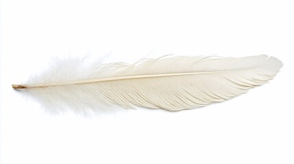 Obraz premium Single White Feather Isolated on White Background