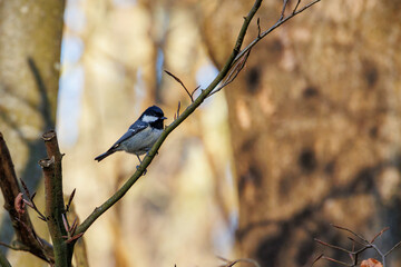 A great tit sits in the morning sun on a branch in the forest
