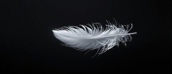 Obraz premium Artistic image of a single white feather resting on a dramatic dark background, artistic image, striking, nature-inspired, unique, resting