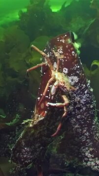 In frost-kissed waters below Arctic ice, Hyas spider crab navigates vibrant seaweed, searching for sustenance. This captivating journey highlights unique life thriving in White Sea's cold embrace.