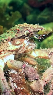 Under Arctic ice, spider crab Hyas traverses vibrant seaweed leaf in search of food. Witness its fascinating movements in cold, clear waters of White Sea during this unique underwater expedition.