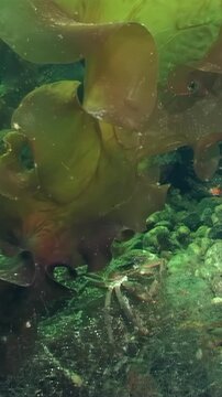 In the cold waters beneath Arctic ice, a curious spider crab named Hyas crawls delicately over a seaweed leaf, searching for food amidst the vibrant underwater landscape of the White Sea.
