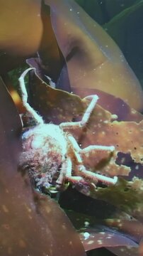 In frigid depths of White Sea, spider crab explores leaf of seaweed, skillfully searching for food among vibrant underwater landscape. Its delicate movements reveal beauty of Arctic life.