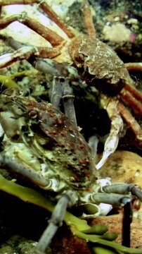 Fascinating journey unveils as spider crab Hyas explores vibrant seaweed leaf, foraging for food in frigid depths of White Sea beneath Arctic ice, showcasing nature's delicate balance.