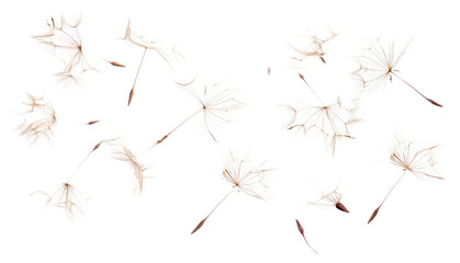 PNG Delicate dandelion seeds floating