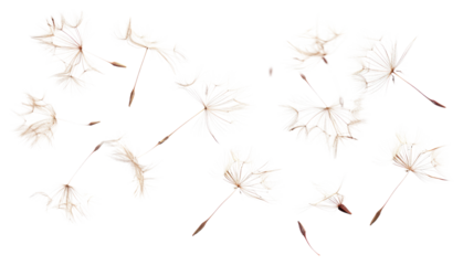 PNG Delicate dandelion seeds floating