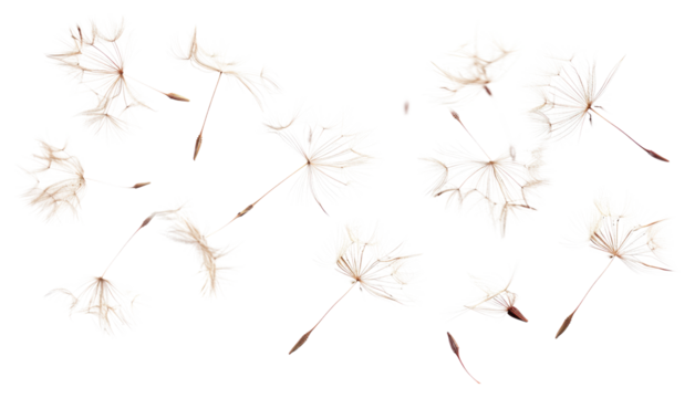 PNG Delicate dandelion seeds floating