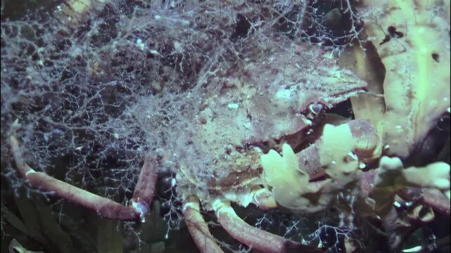 Deep beneath the Arctic ice, the giant spider crab Hyas roams the chilly waters of the White Sea. In search of sustenance, it navigates the undersea landscape, showcasing its incredible adaptability.