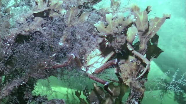 In frigid depths beneath Arctic ice, spider crab Hyas explores its snowy habitat. Creature navigates through kelp and gentle currents, searching for food while showcasing its unique adaptations.