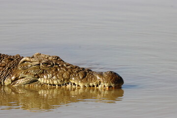 African crocodile