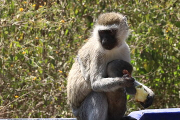 Vervet monkey with baby, scavenging