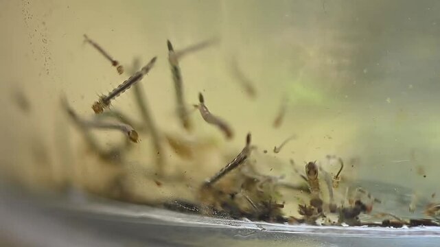 Aedes larvae and pupae

aegypti and Aedes albopictus mosquito Stagnant water epidemic. possible breeding of mosquitoes. proliferation of aedes, dengue, chikungunya, zika virus, diseases