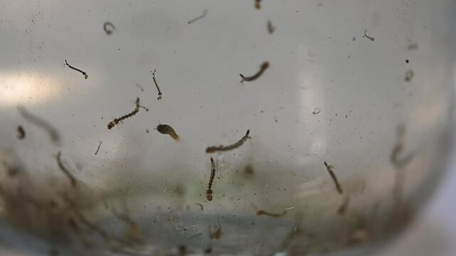 Aedes larvae and pupae

aegypti and Aedes albopictus mosquito Stagnant water epidemic. possible breeding of mosquitoes. proliferation of aedes, dengue, chikungunya, zika virus, diseases