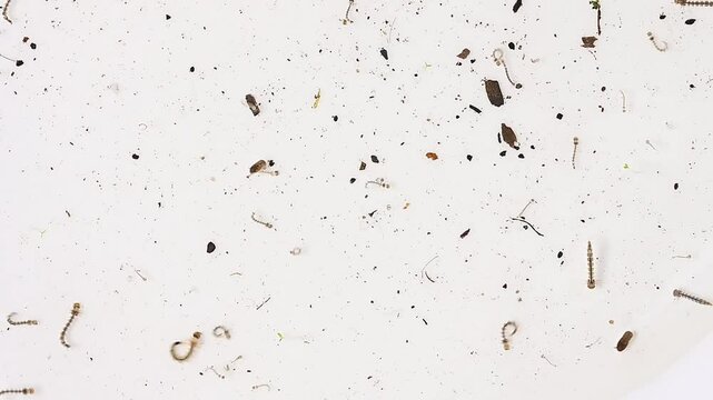 Aedes larvae and pupae

aegypti and Aedes albopictus mosquito Stagnant water epidemic. possible breeding of mosquitoes. proliferation of aedes, dengue, chikungunya, zika virus, diseases