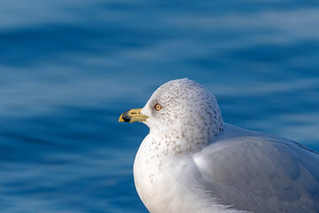 Ring-billed Gull Gazing at Lake