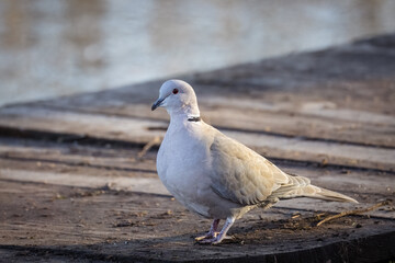 Eurasian collared dove stands on the wooden pier toward the camera lens on a sunny winter evening. 