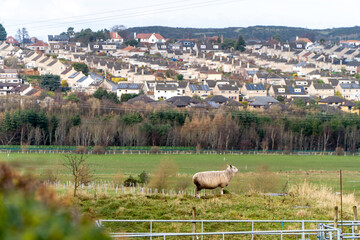 A lone sheep stands on a grassy hill, overlooking a suburban town with solar-paneled houses. The rural landscape contrasts with the modern residential area in the background.