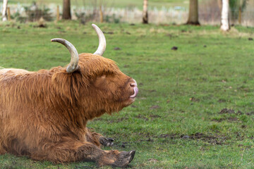 A ginger Highland cow with long horns and shaggy fur sits on green grass, sticking its tongue out playfully in a peaceful, rural setting with trees and a blurred background.