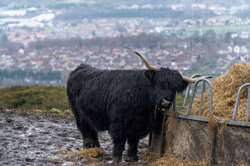  black Highland cow with long, shaggy fur and curved horns eats hay from a metal feeder in a muddy field, with an urban landscape and distant hills blurred in the background.