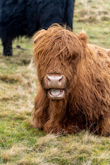 A Highland cow with shaggy, reddish-brown fur sits on grassy terrain, mouth slightly open revealing its teeth and tongue. A black cow stands blurred in the background.