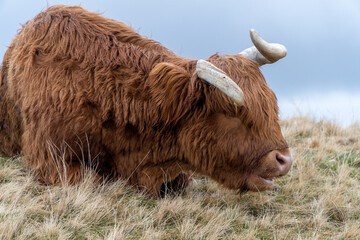 Close-up of a Highland cow with shaggy auburn fur and curved horns, peacefully resting on a grassy hill under a cloudy sky in the serene Scottish Highlands.