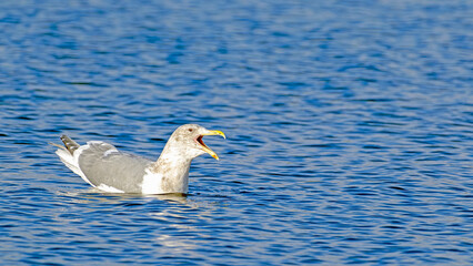 Laughing Gull on Lake