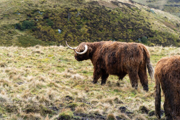 A Highland cow with curved horns roams in a grassy field, blending into the rugged and picturesque backdrop of green hills in the Scottish countryside.