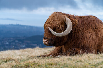 A majestic Highland cow with long auburn fur and curved horns rests on a grassy hilltop, overlooking a misty valley and distant cityscape under a cloudy sky.
