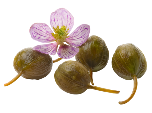 Set of capers, caperberries with a orchid flower blossom decoration, isolated image on transparent background