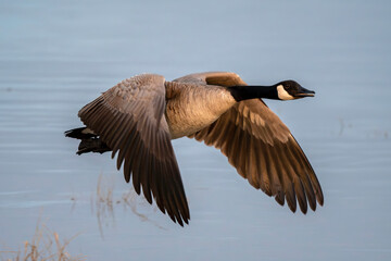 Canadian goose in flight